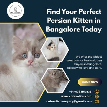Buy Persian Kittens in Bangalore | Best Persian Cat in Bangalore