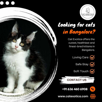 Cats in Bangalore