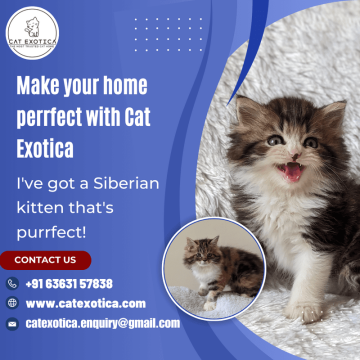 Cats in Bangalore | Siberian Kitten in Bangalore