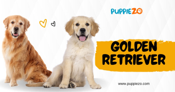 The Golden Retriever Price: How to Get the Best Deal on Golden Retriever