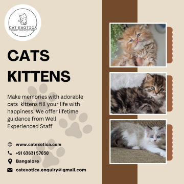 Kittens in Bangalore