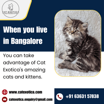 Himalayan Kittens in Bangalore | Best Himalayan Cat in Bangalore
