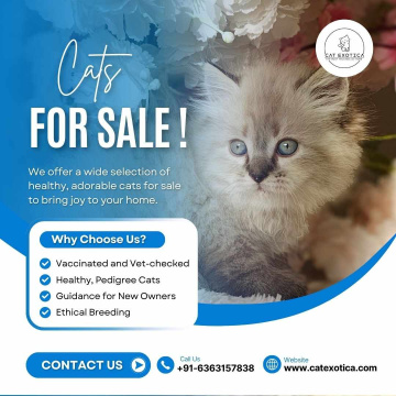 Cats for Sale in Bangalore | Persian Cats for Sale in Bangalore