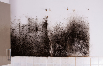 Old Colony Mold Inspections