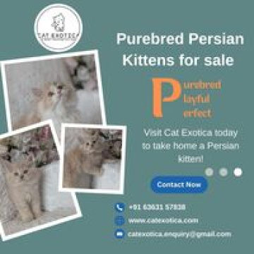 Cat Exotica|Persian kittens in Bangalore