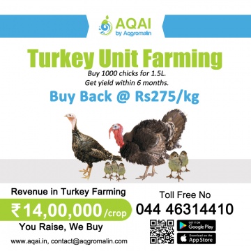 Turkey Chicks | Turkey Poults | Turkey - Aqai