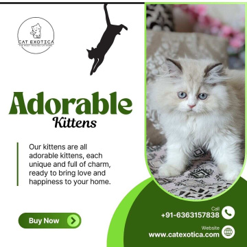Kittens in Bangalore | Cat in Bangalore