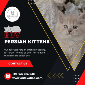 Buy Persian Kittens in Bangalore