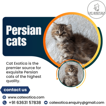 Persian Cat in Bangalore | Persian Kittens for Sale in Bangalore
