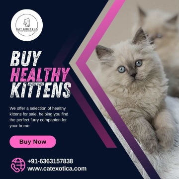 Buy Kittens in Bangalore