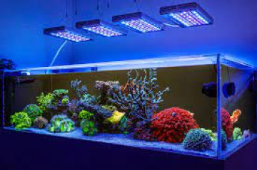 Aquarium Plants in Madurai