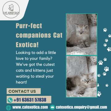 Ragdoll Kittens in Bangalore | Buy Ragdoll Kittens in Bangalore