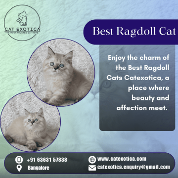 Purebred Ragdoll Kittens for sale in Bangalore | Catexotica