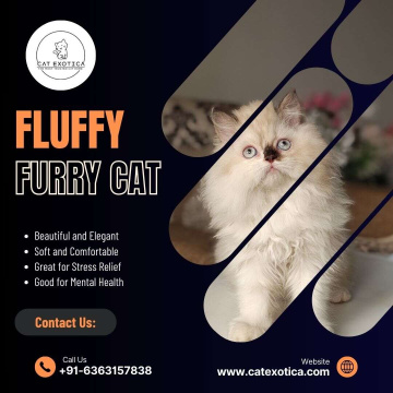 Cats in Bangalore | Buy Cats for Sale Online in Bangalore