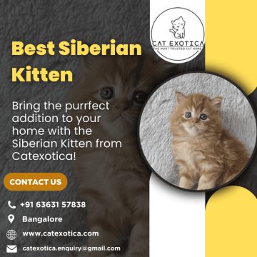 Purebred Siberian Kittens for sale in Bangalore | Buy Siberian Cat in Bangalore