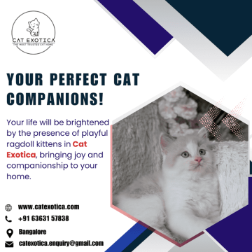 Cat in Bangalore | Purebred Ragdoll Kittens for sale in Bangalore