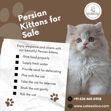 Persian Kittens for Sale in Bangalore