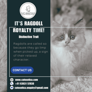 Famous Purebred Kittens for Sale | Cat in Bangalore