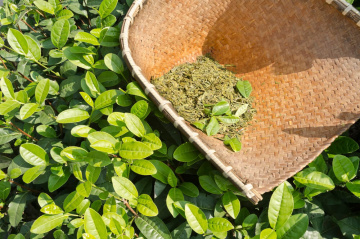 Green Tea Extract Manufacturers and Suppliers in India