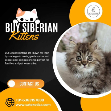 Buy Siberian Kittens in Bangalore