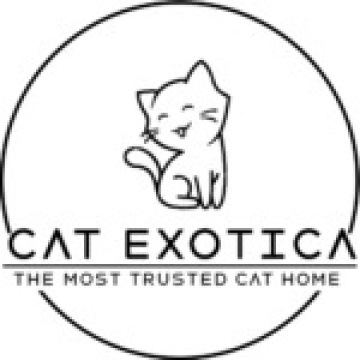 Cats in Bangalore | Cats for Sale in Bangalore