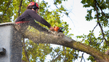 D-Town Tree Services