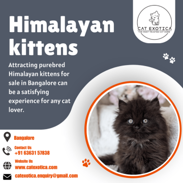 Himalayan Cat for Sale in Bangalore | Catexotica