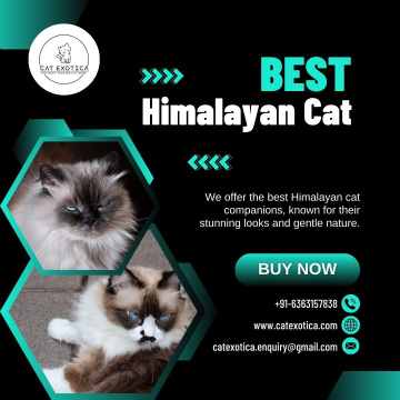 Best Himalayan Cat in Bangalore | Himalayan Cats for Sale