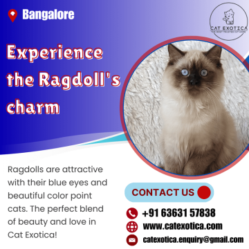 Purebred Ragdoll Kittens for sale in Bangalore | catexotica