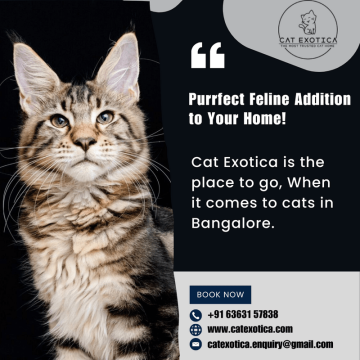 Best kitten breeders in Bangalore | Purebred Kittens in Bangalore