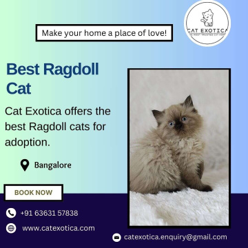 Best Ragdoll Cat in Bangalore