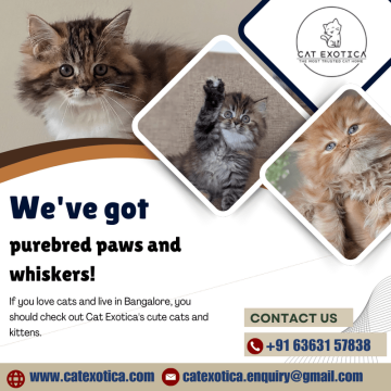 Best Siberian Cat in Bangalore | Buy Cats for Sale Online in Bangalore