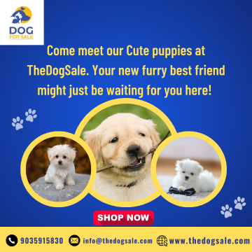 Dog Puppies for Sale  in Bangalore