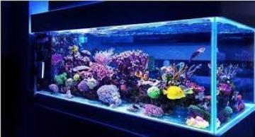 Best Fish Tank Setup in Madurai