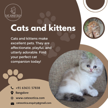 Himalayan Cat for Sale in Bangalore