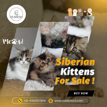 Siberian Kittens for Sale in Bangalore