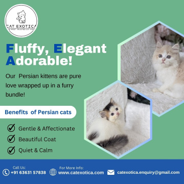 Persian Cats for Sale in Bangalore|Persian Cat in Bangalore