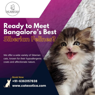 Best Siberian Cat in Bangalore