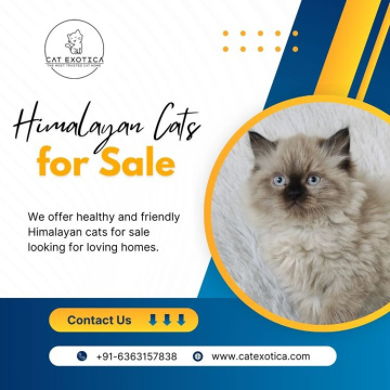 Himalayan Cat for Sale in Bangalore