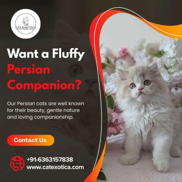 Persian Cats for Sale in Bangalore