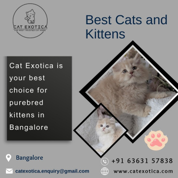 Cats for Sale in Bangalore|Best Cat in Bangalore