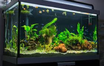 Aquarium Setup in Madurai