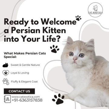 Persian Kittens in Bangalore