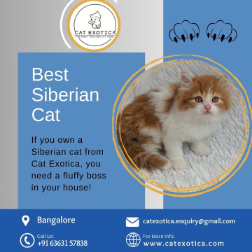 Best Siberian Cat in Bangalore|Siberian Cat Sale in Bangalore