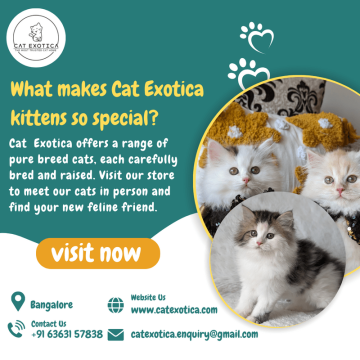 Purebred Siberian Kittens for sale in Bangalore | Best Cat in Bangalore