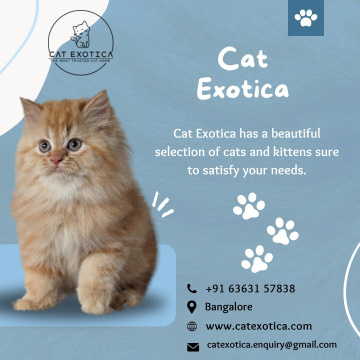 Persian Cats for Sale in Bangalore