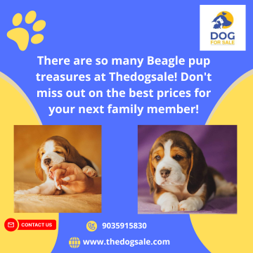 Beagle Price in Bangalore
