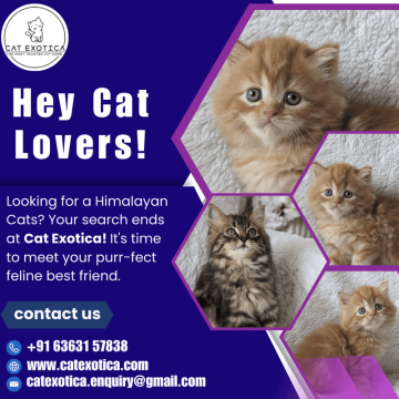 Himalayan Cats for Sale | Buy Himalayan Cat in Bangalore