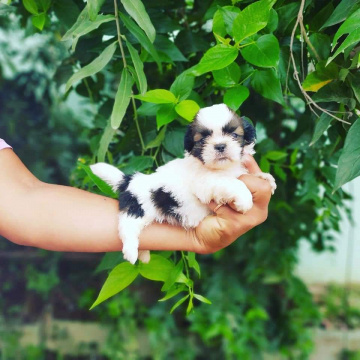 Shih Tzu Puppies Available in Lingampally