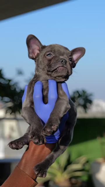 French Bulldog Price in India | Buy French Bulldog Puppies in India - Puppiezo